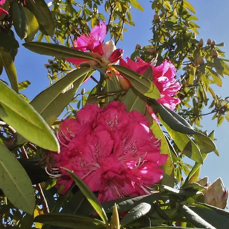 Quinta Das Quintas & Spa Guest house