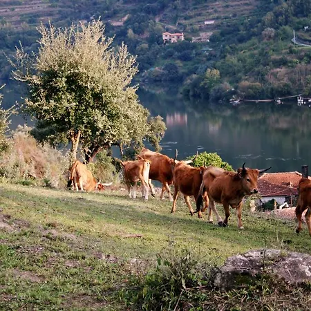 Maison d'hôtes Quinta & Baião